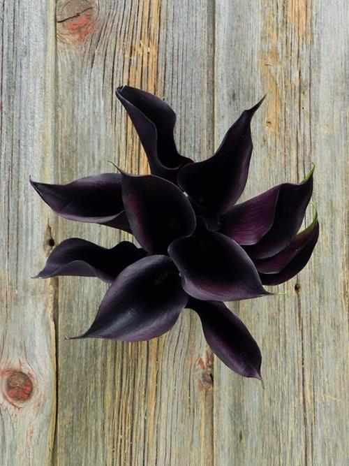 SCHWARZWALDER  BLACK MINI CALLAS